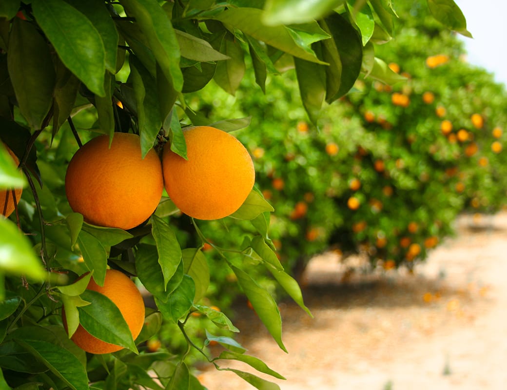 ‘No damage’ to crops from hail