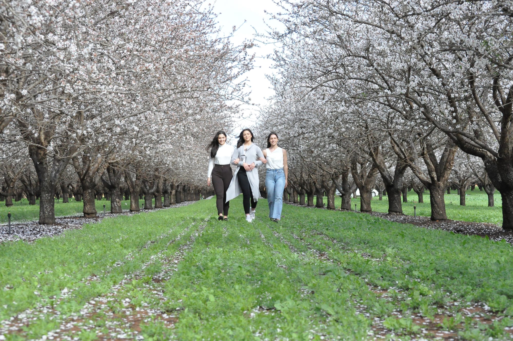 Local almonds in bee-utiful bloom