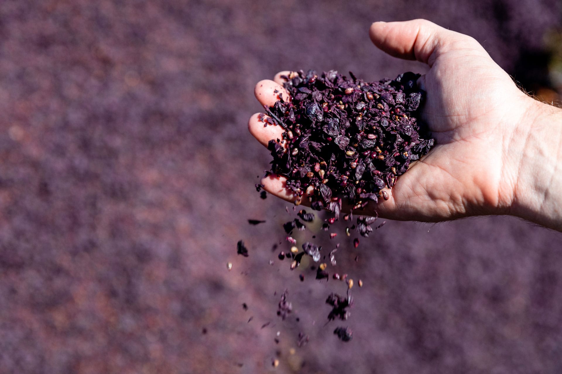Labor defends its SA wine industry support
