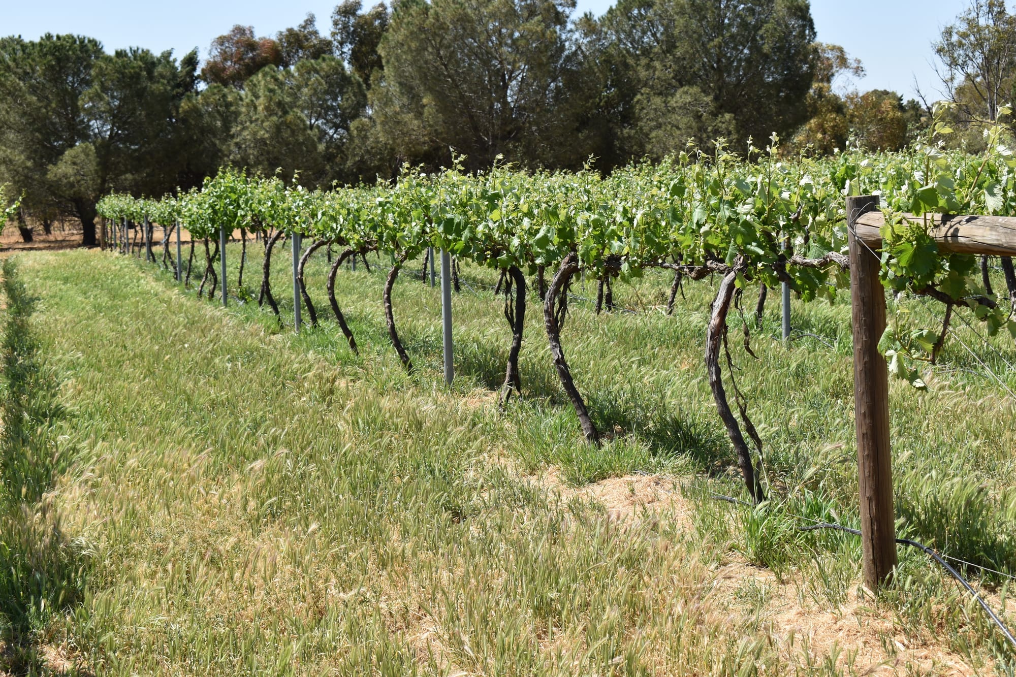 Riverland politicians unimpressed by latest wine industry support… ‘BAND-AID’ SOLUTION