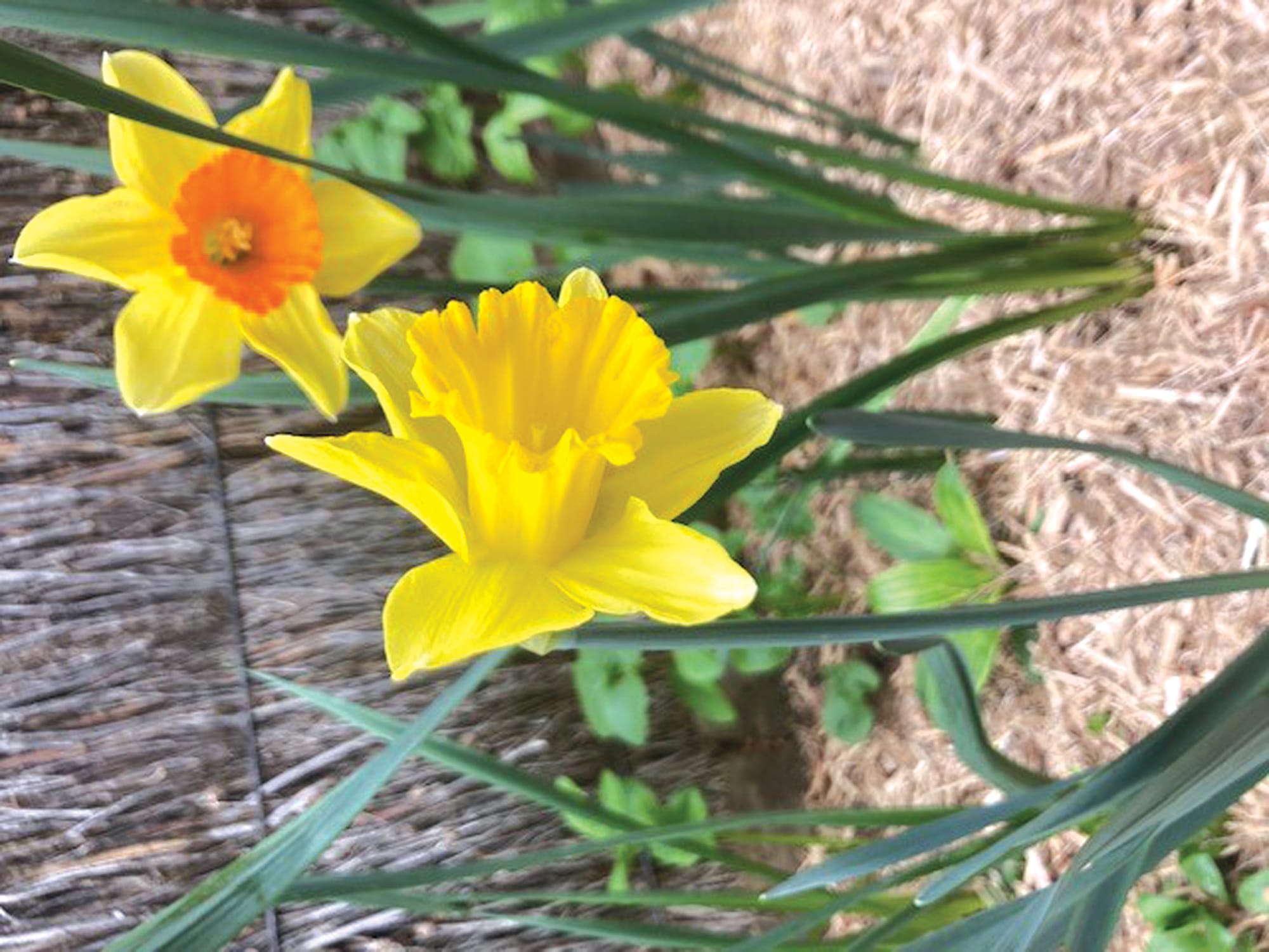 The Fair Weather Gardener column