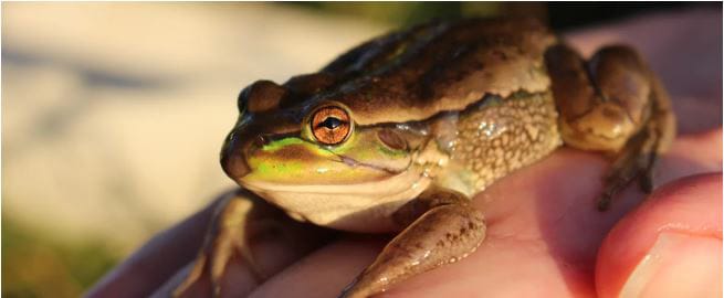 Riverland scientists urged to get involved in FrogWatch SA census
