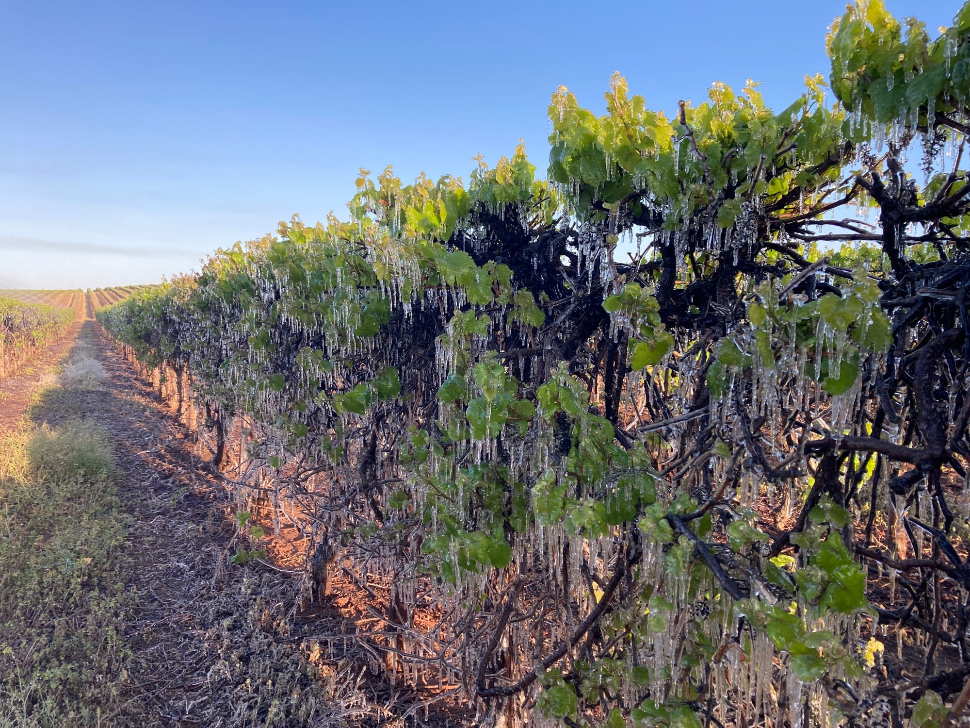 Local politicians say satellite mapping plan for frost damage is… ‘Missing the mark’