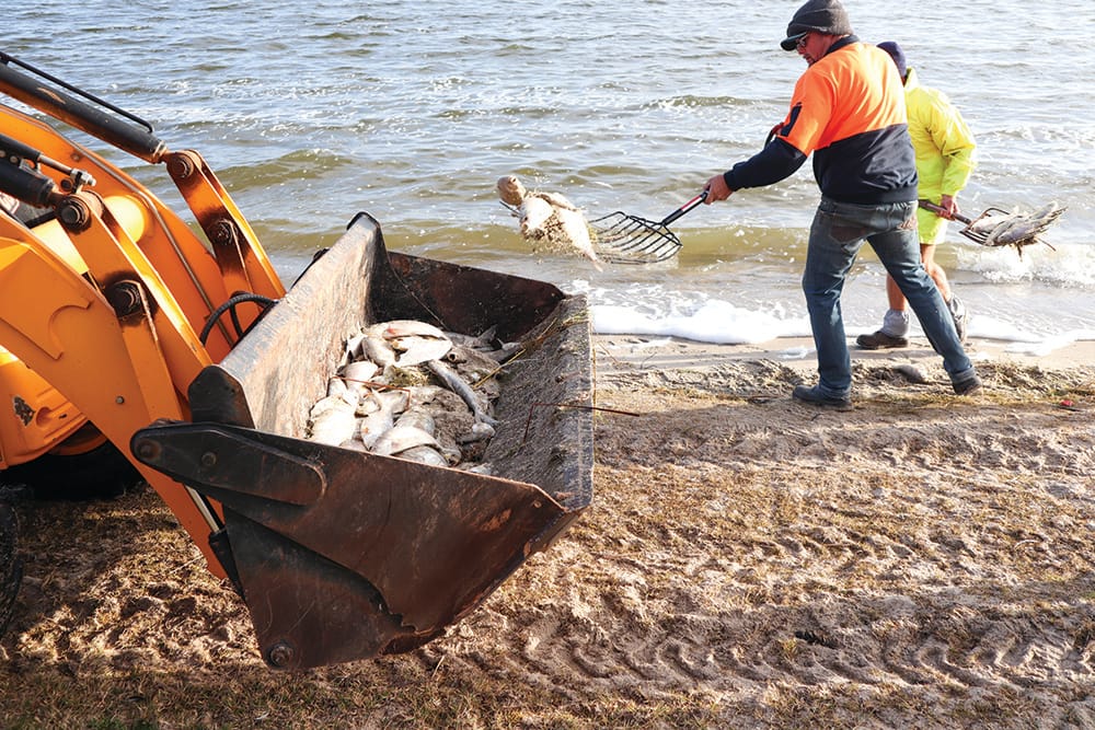 Fish kill hits 100,000