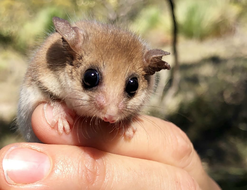 Citizen science project to discover more about local pygmy possums