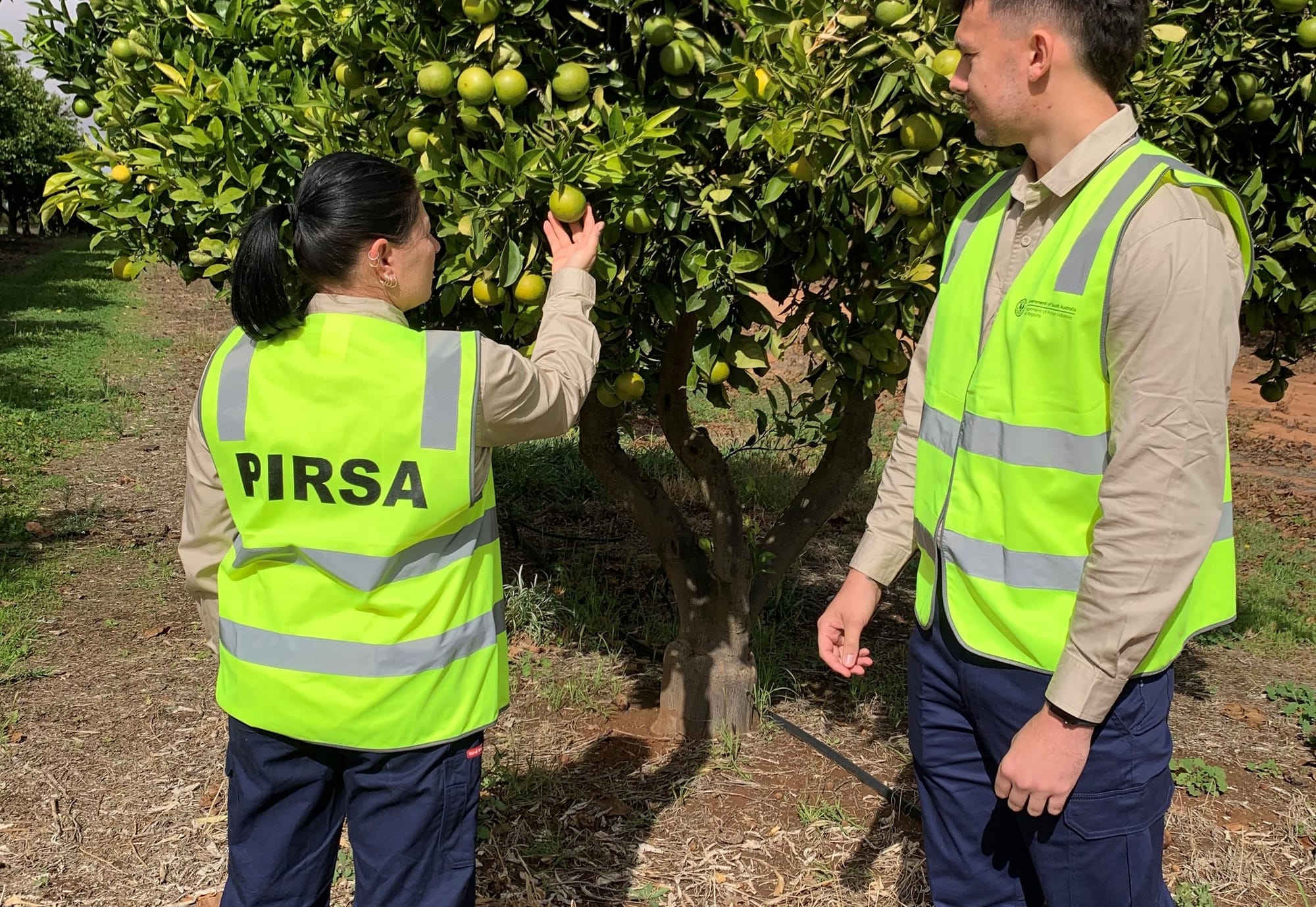 Fruit response teams present at Christmas markets