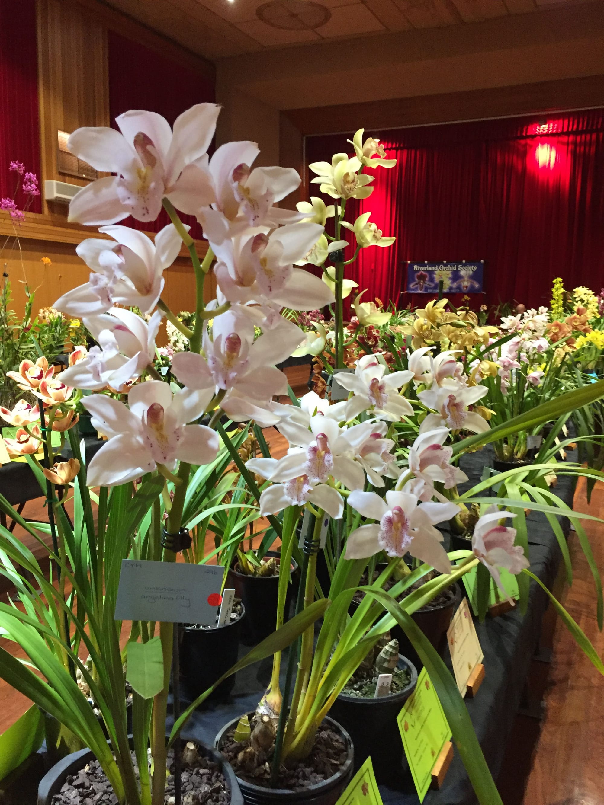 Annual Orchid Spectacular set for Berri this weekend