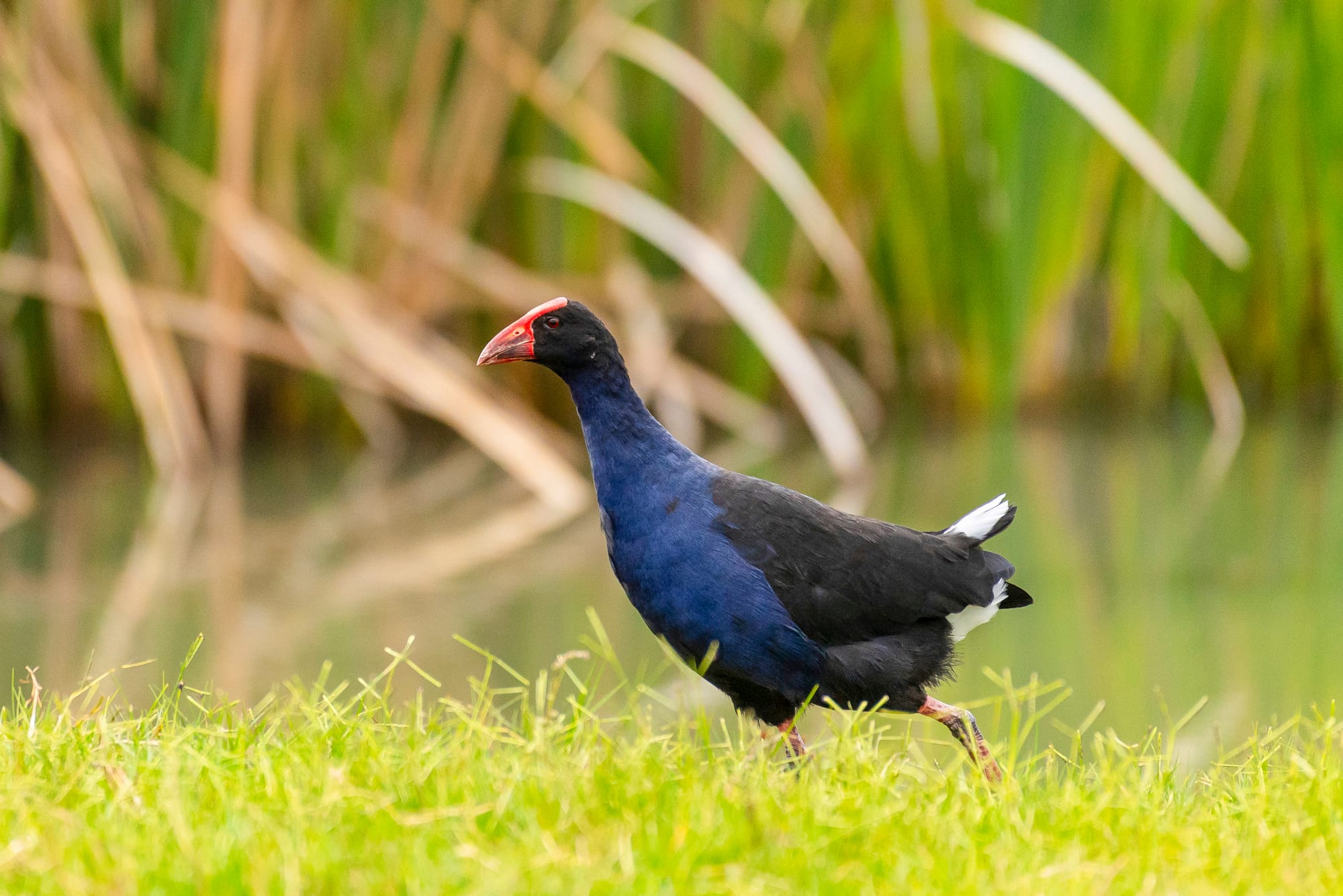Bird’s the word this Saturday
