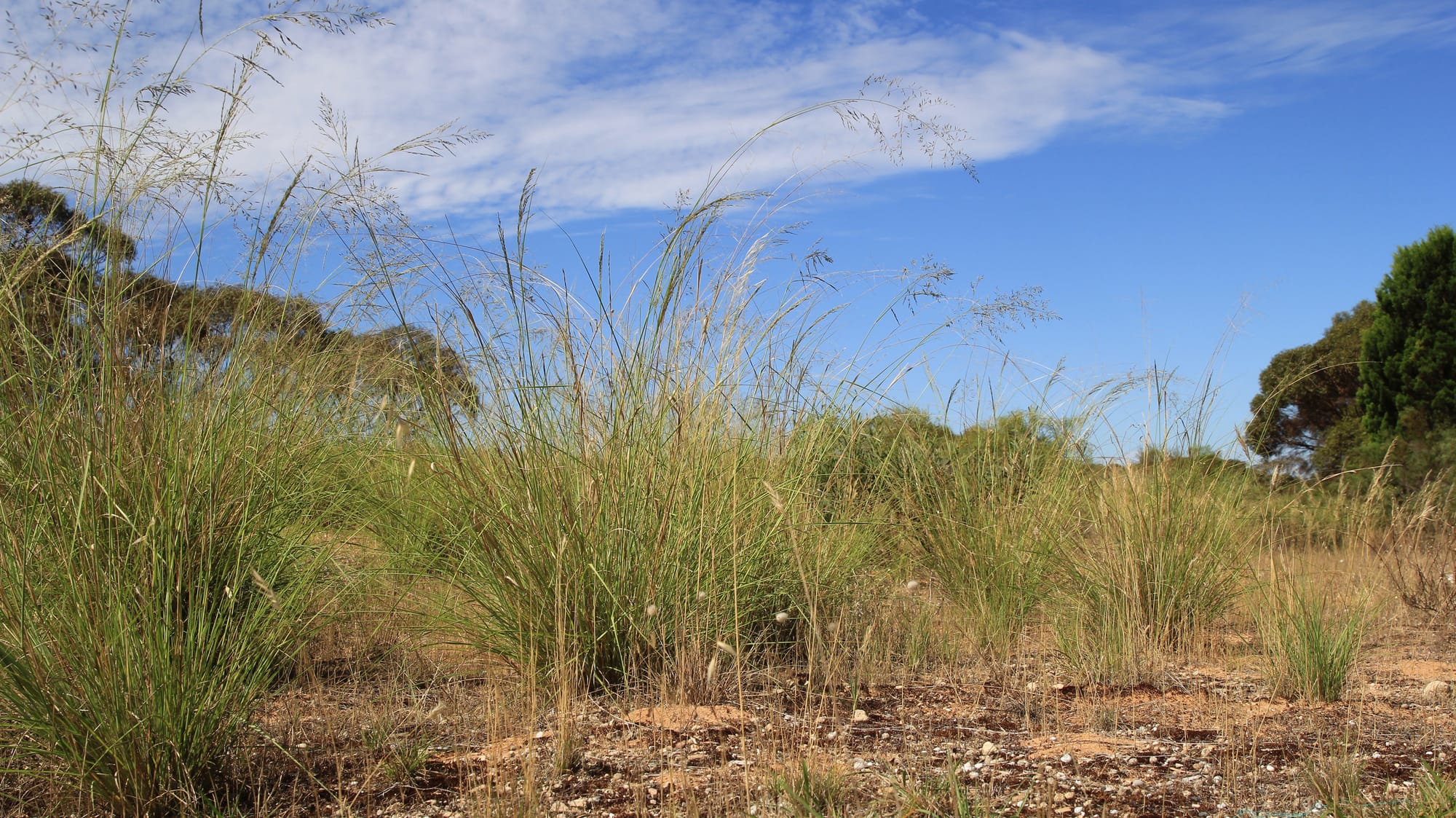 Help reduce the spread of African lovegrass