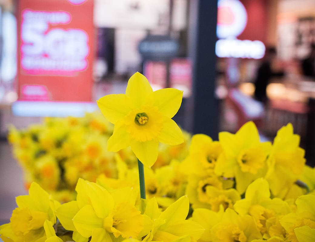 Riverlanders show flower power on Daffodil Day