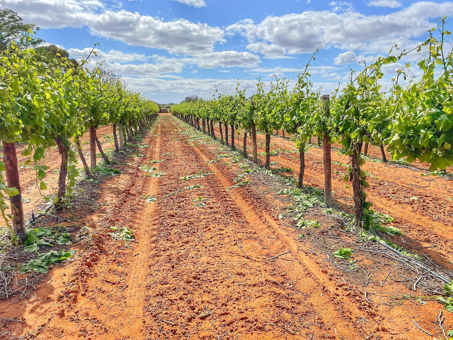 Industry program to prepare Riverland grape growers for future drought