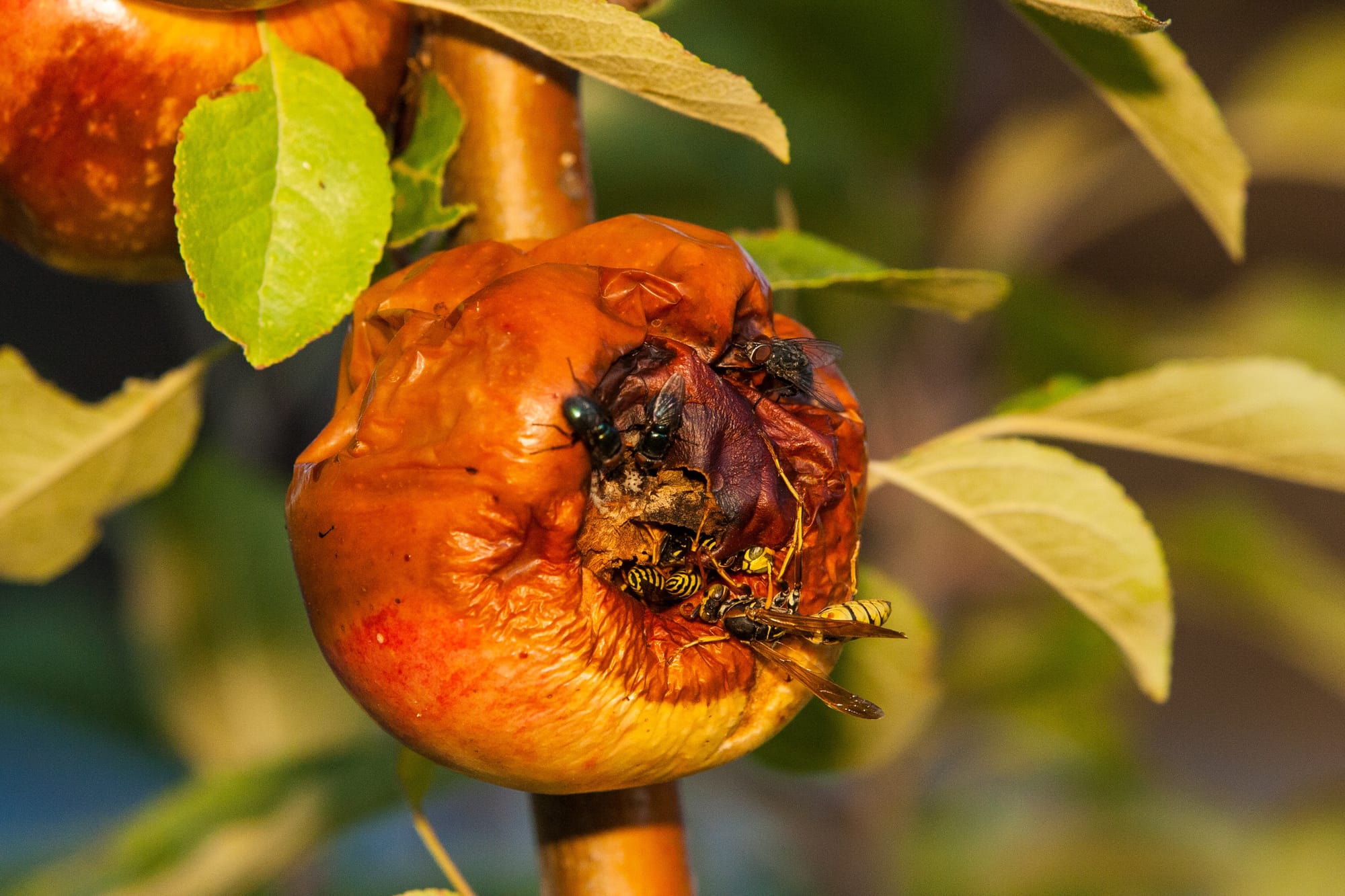 Fruit fly battle to rage into November
