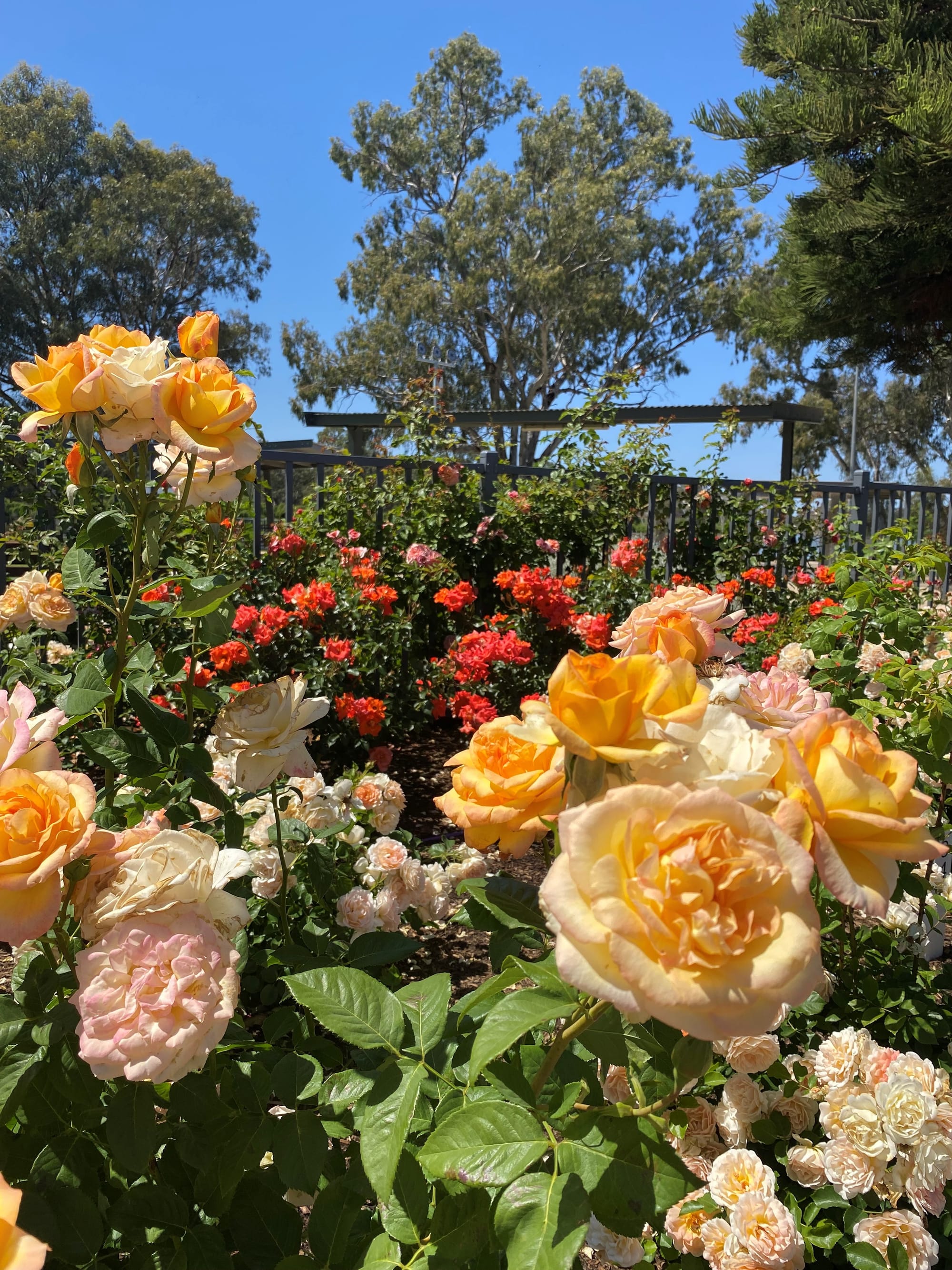 Riverland Rose & Garden Festival