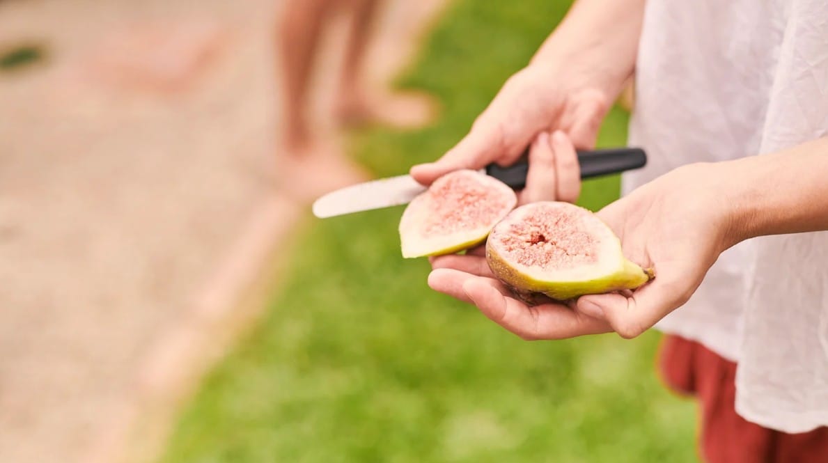 Community co-operation vital as PIRSA targets fruit fly hotspots