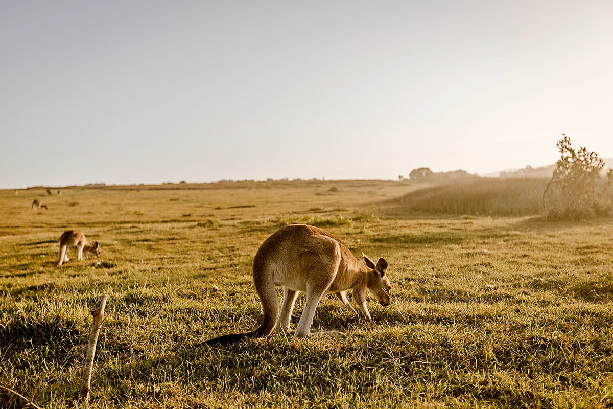 Relief for drought-hit Riverland farmers facing kangaroo pressure