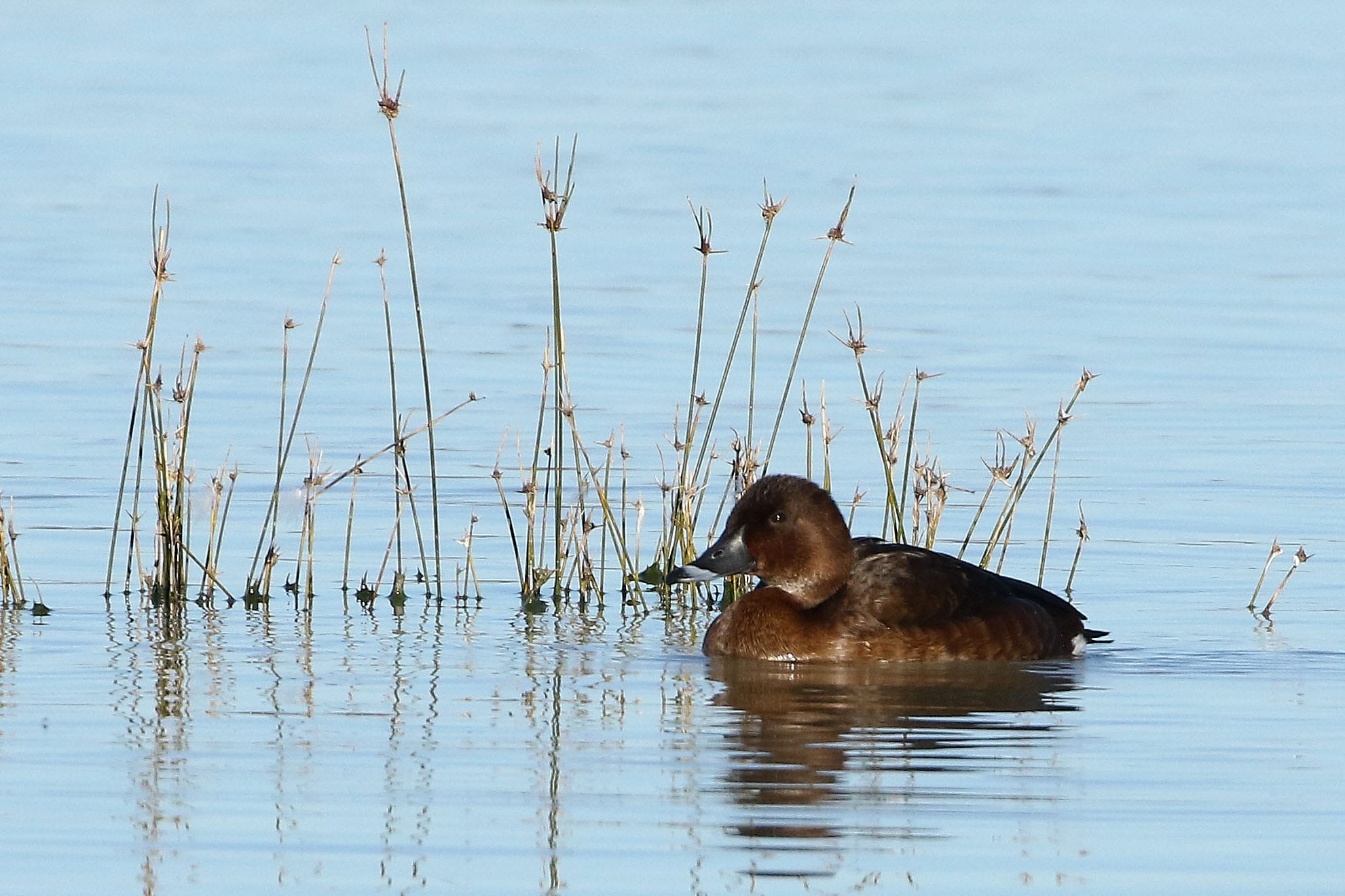 Floodplain area developments ‘not a good idea’