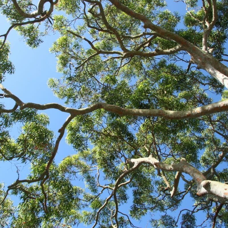 Tall Trees initiative to strengthen community mental health