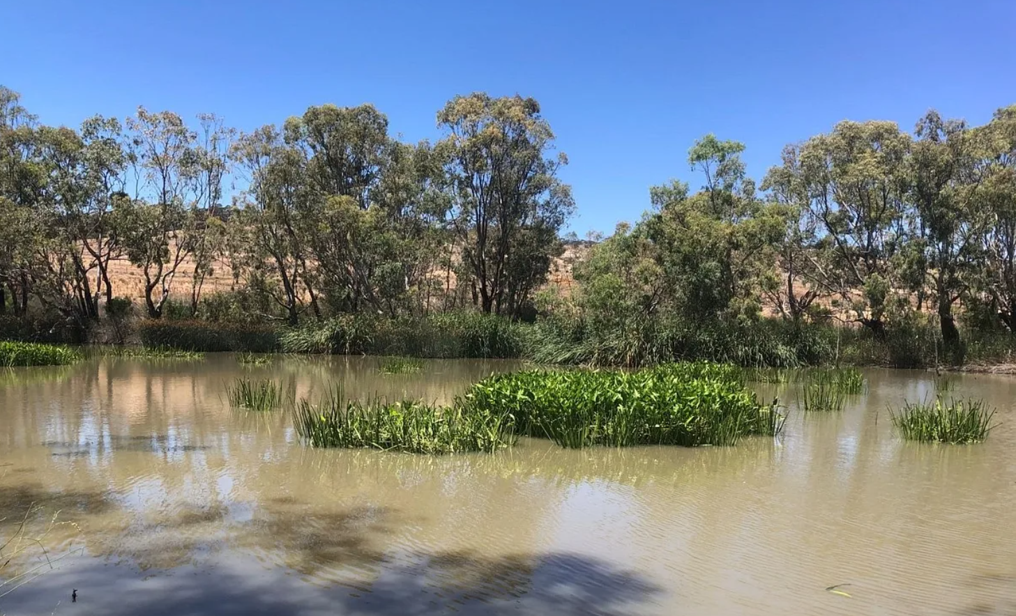 Post-flood weeds and pests ‘threat to’ Murray River recovery