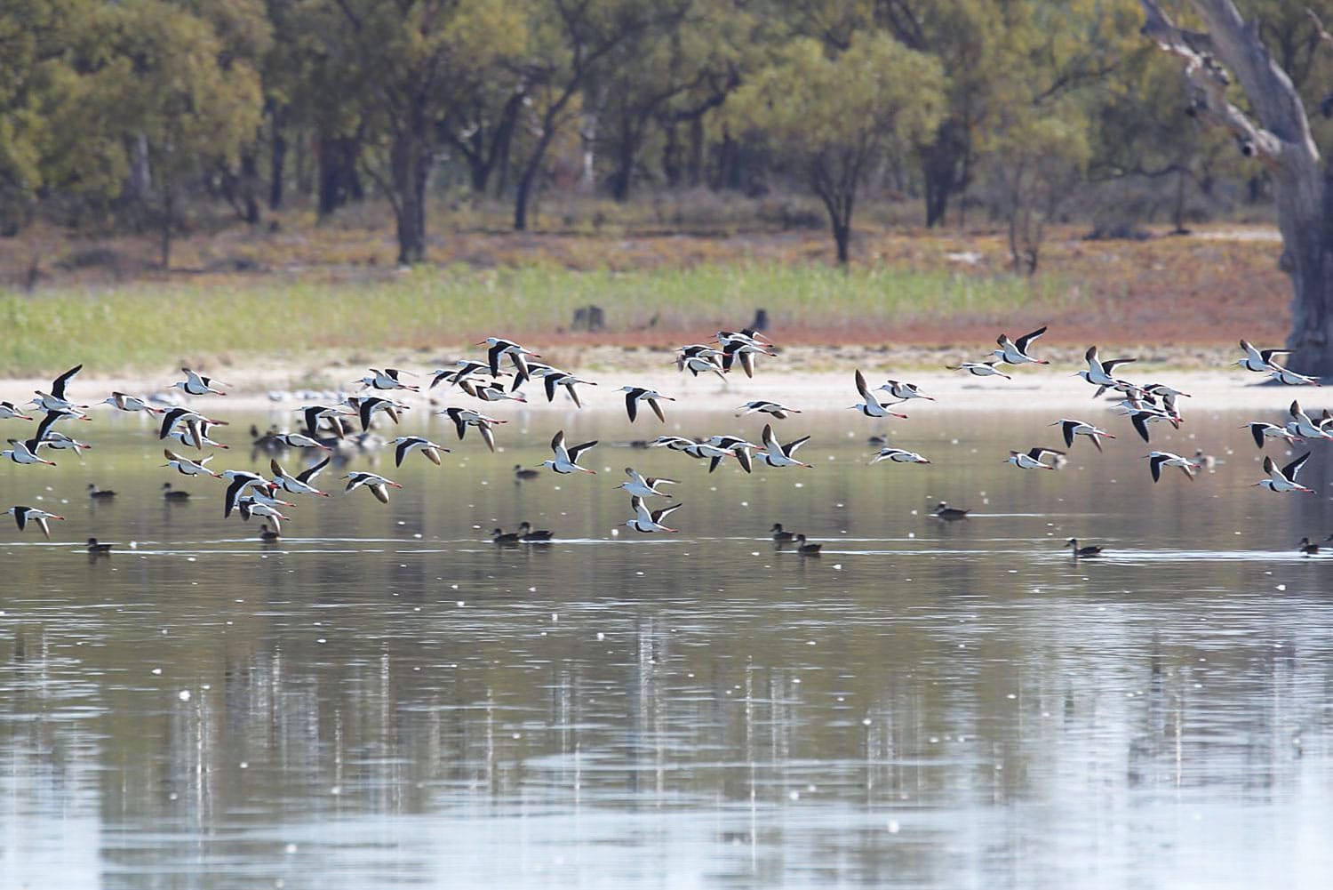 Community support needed to keep Ramco Lagoon healthy
