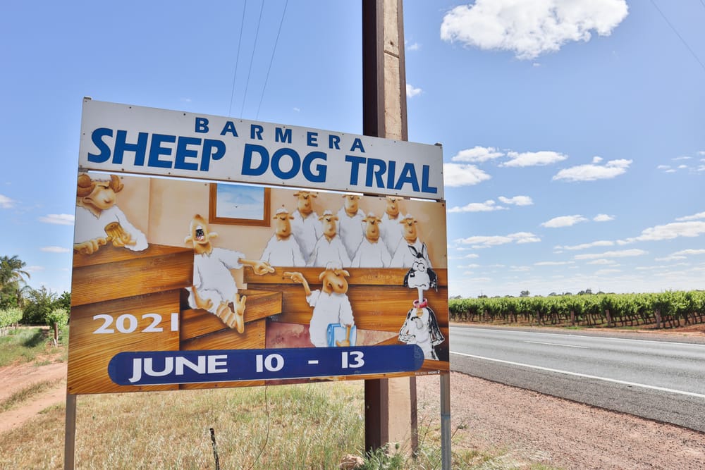 Sheep dog signs to be renewed post image