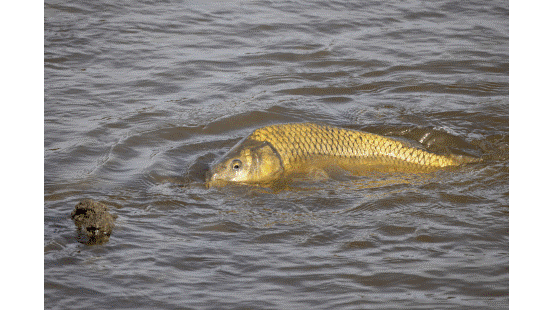 New South Wales MP’s call for carp control post image