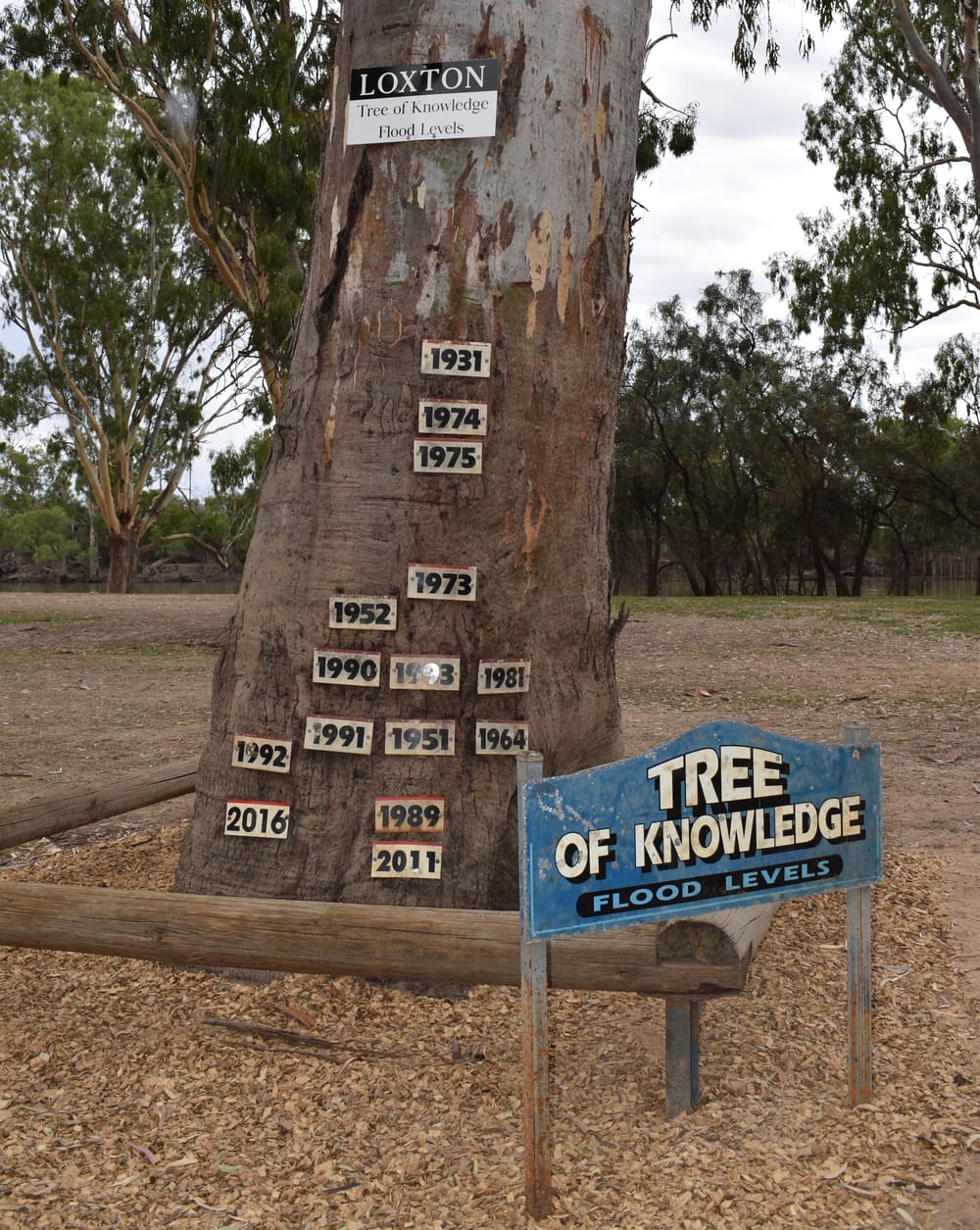 Tree name talks start again post image