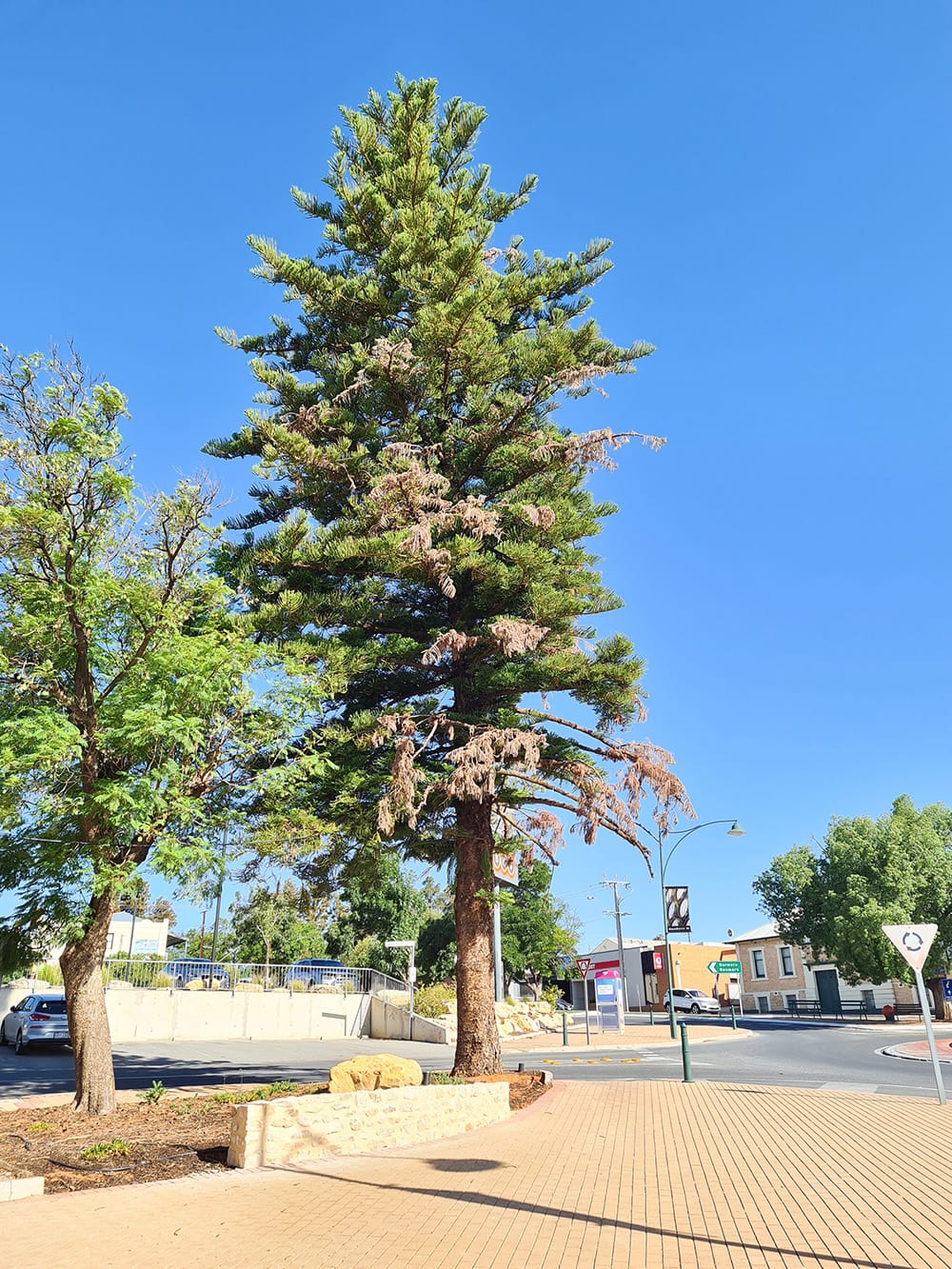 Waikerie’s favourite Christmas tree now in ‘dire condition’ post image