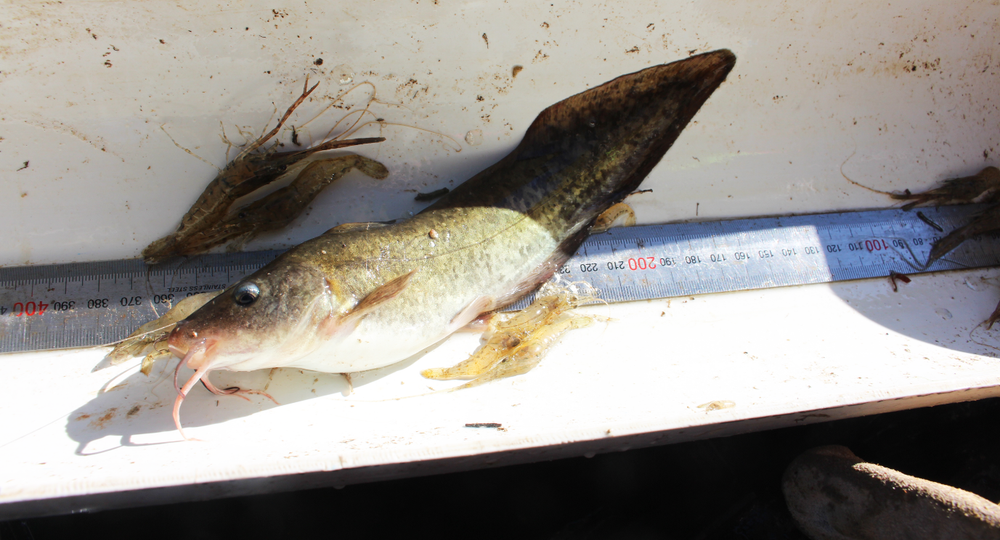 Perch and catfish found in local creek post image