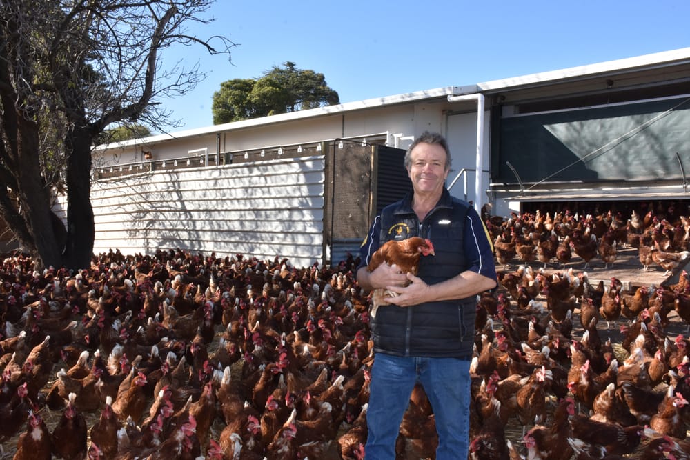 The Riverland’s scramble for eggs post image