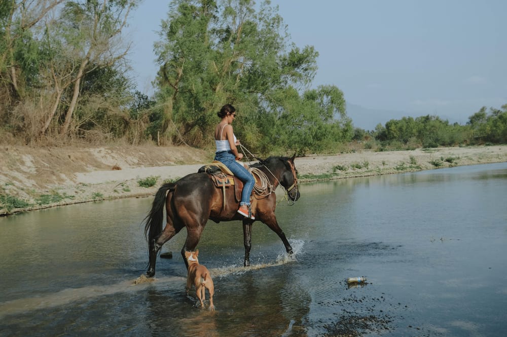 Mozzies: You and the horse you rode in on post image