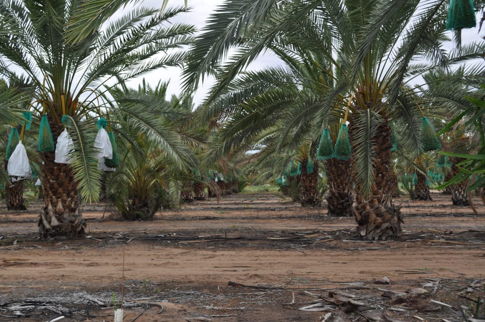 New biosecurity bill to protect SA’s agriculture industry post image