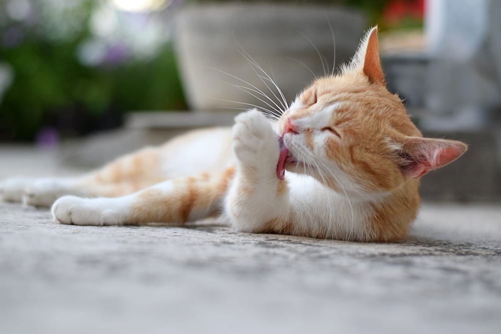 It’s time to register your furry friends post image