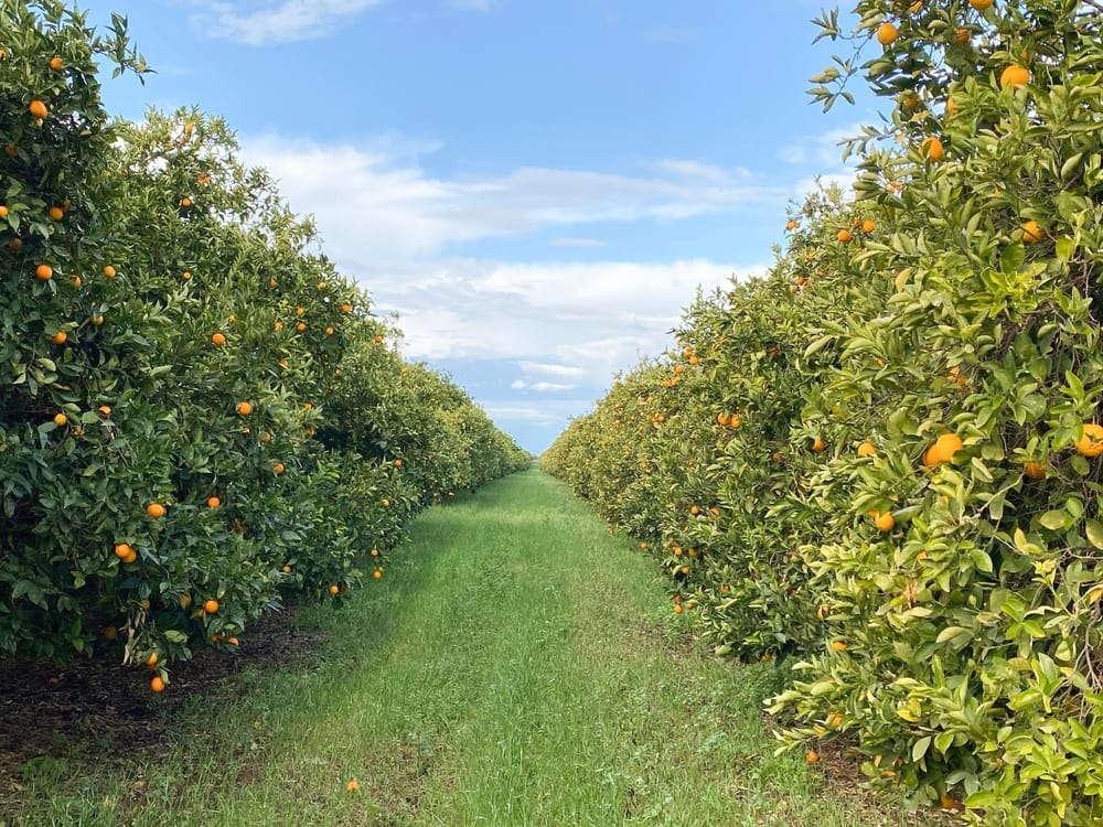 Citrus Australia renews key technology agreement post image