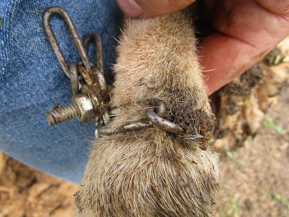 ‘Neglected’ ram rescued from a Moorook paddock post image