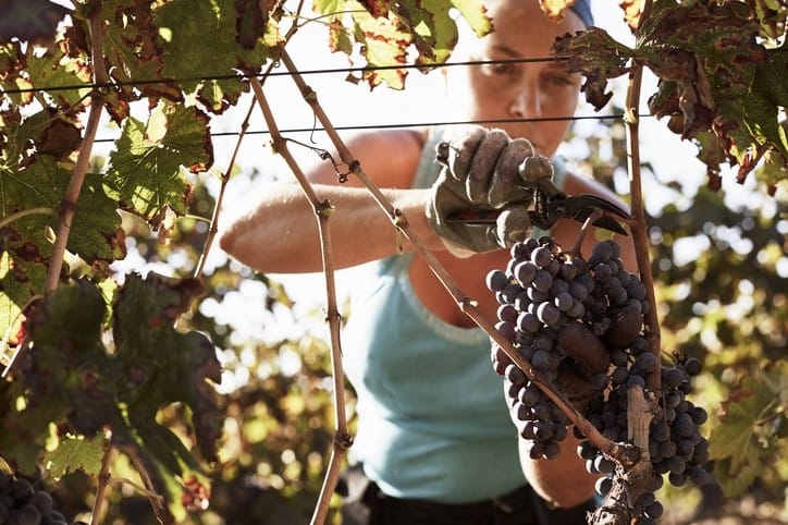 SA’s wine labour shortage targeted post image
