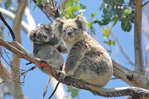 Koala State number plate grants issued to SA’s dedicated wildlife rescue organisations post image