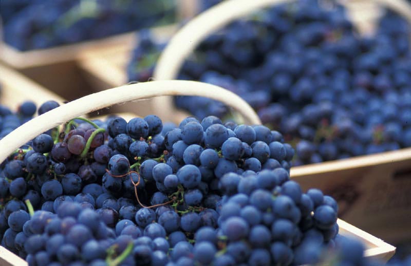 Locals invited to wine industry climate event post image