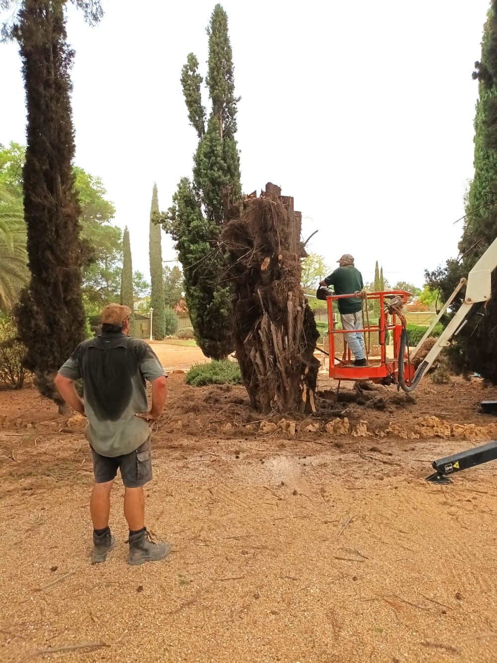 Conservation measures lead to pines removal post image