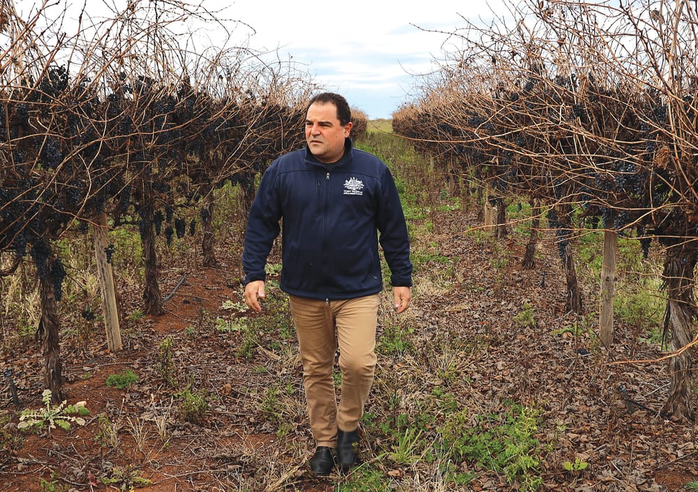 Pasin welcomes winegrape report post image