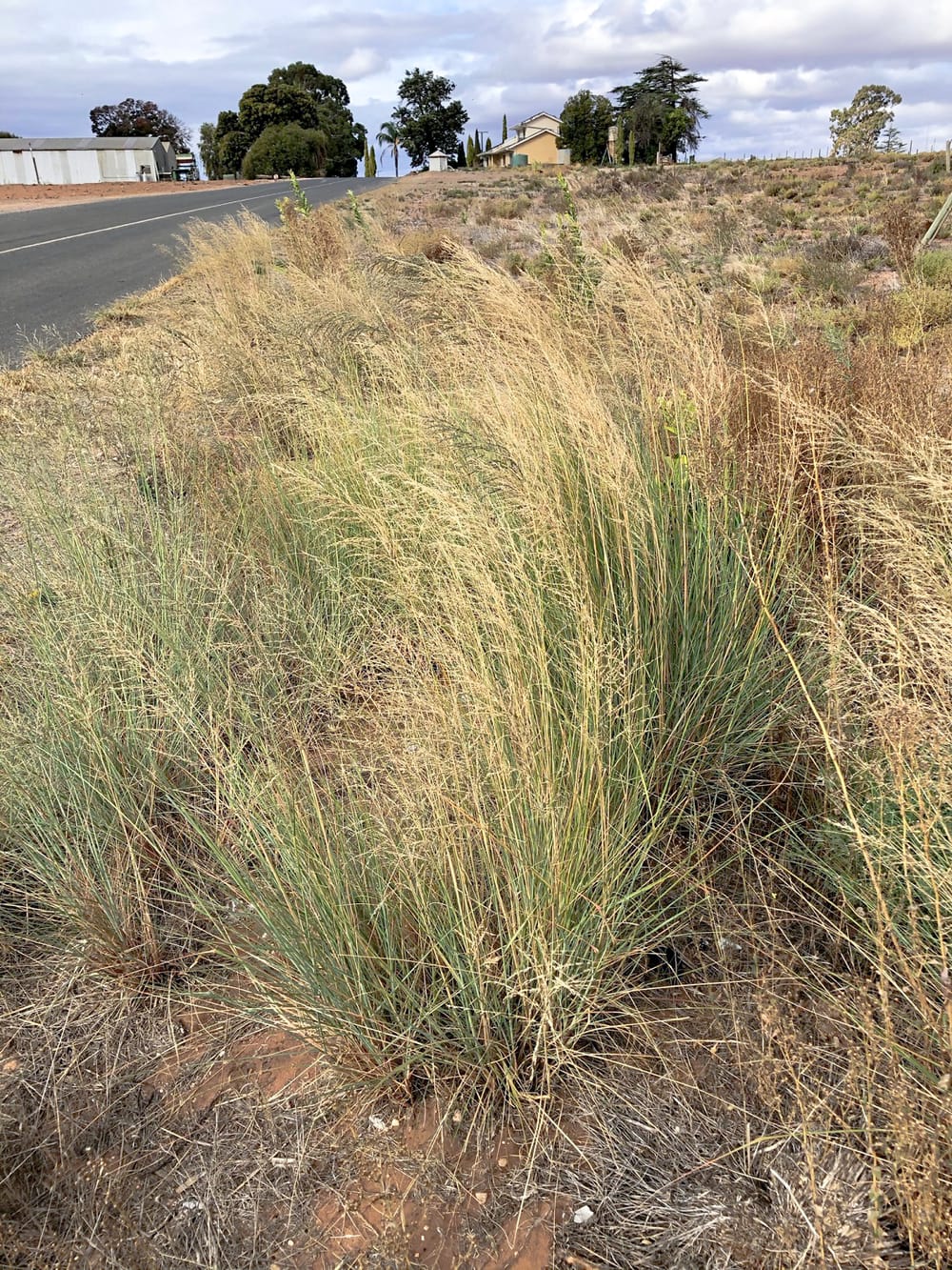 Tainted lovegrass post image