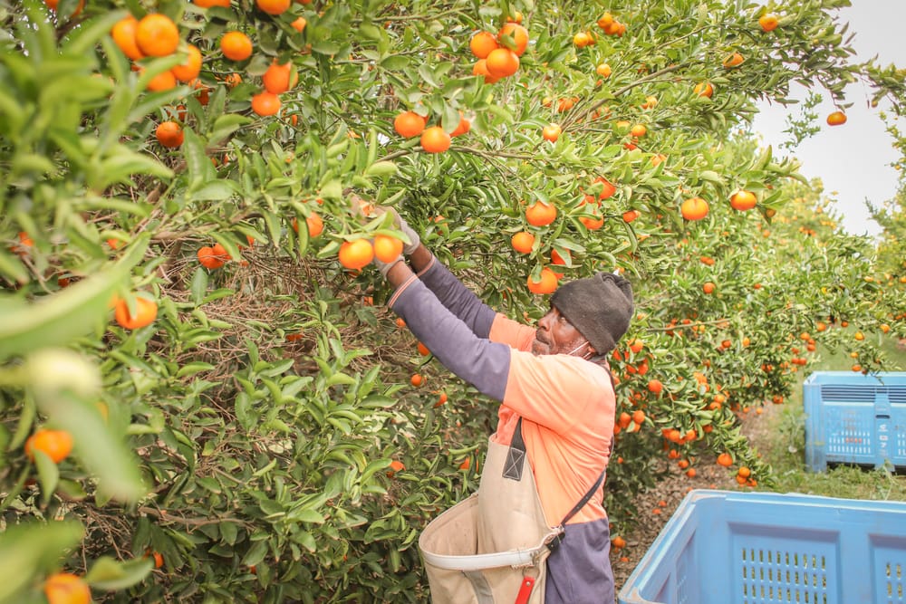 Fair Work breaches identified in Riverland farm labour sector post image
