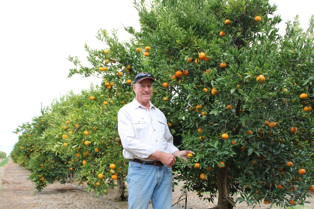 Citrus SA responds to labour hire breaches post image