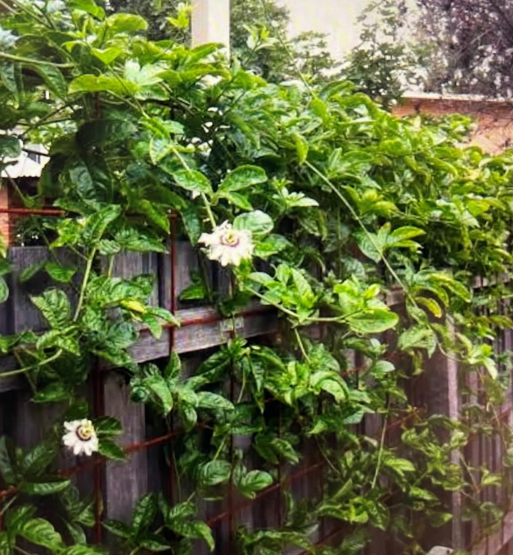 The Fair-Weather Gardener post image