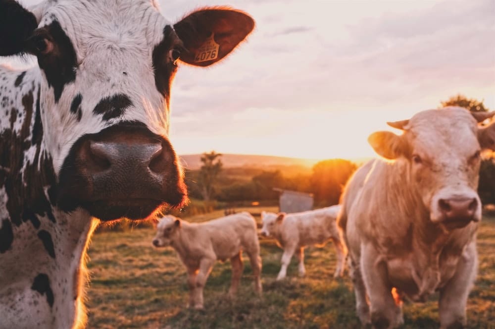 Wunkar to host PIRSA livestock forum post image