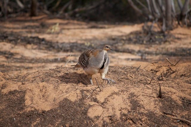 No fowl play in Waikerie CBD post image