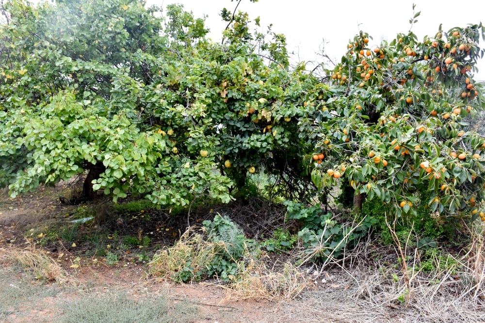 Fruit fly battle to continue in winter post image