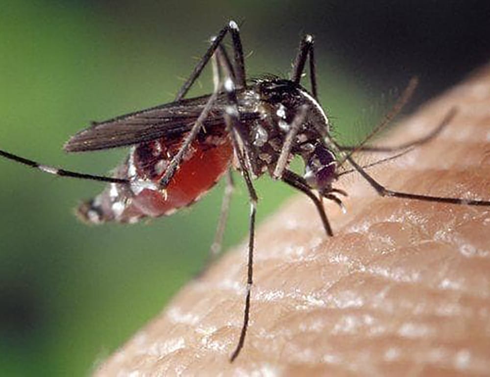 Mozzie disease risk skyrockets post image