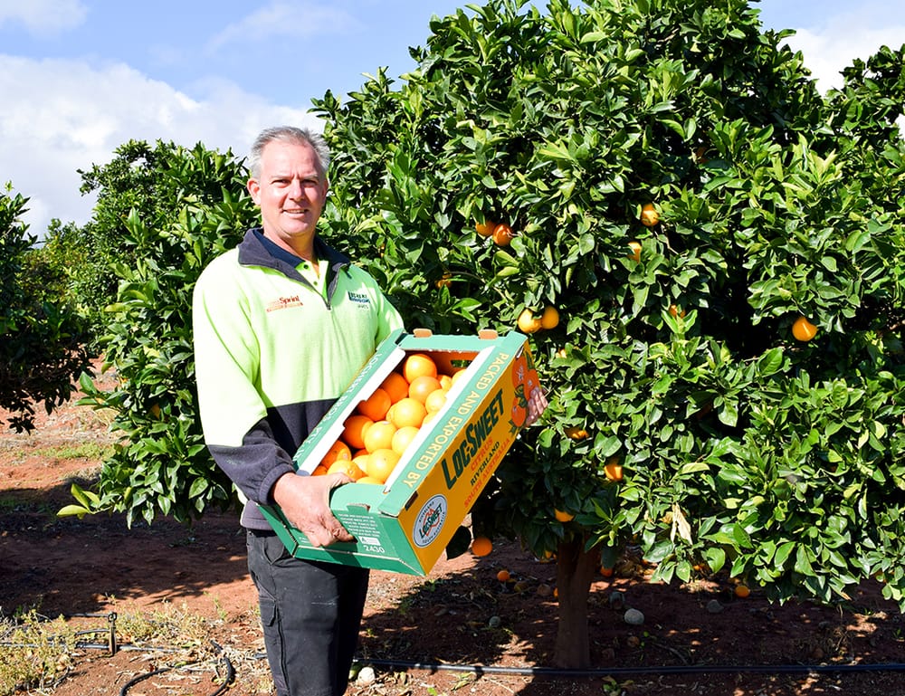 Quality high, but exports unknown post image