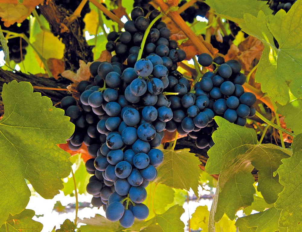 Downy mildew now ‘very likely’ for grape growers after Riverland rains post image