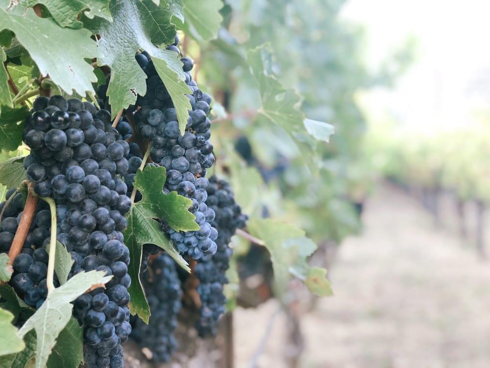 Riverland Wine’s extraordinary State Election plea: ‘We are paralysed’ post image
